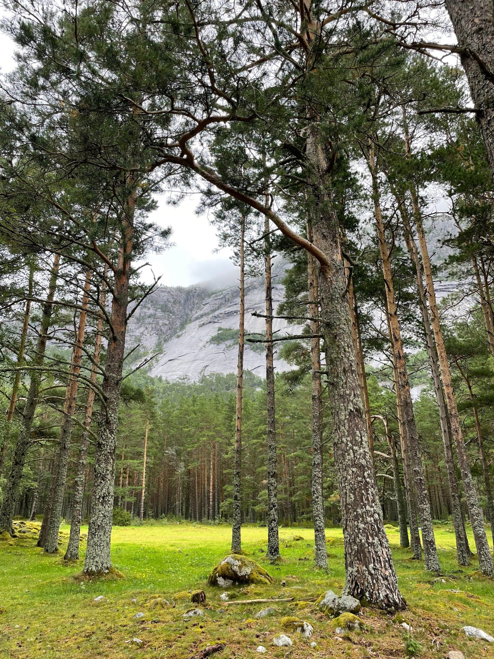 a grassy area with trees and a mountain in the background